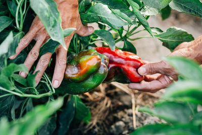 Close-up of hand holding vegetables