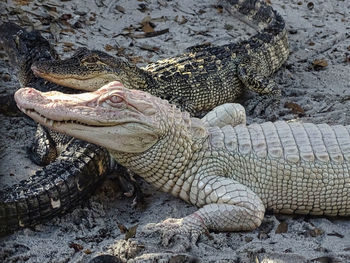 Close-up of lizard albino baby alligator on rock