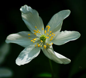 Close-up of flower blooming against black background