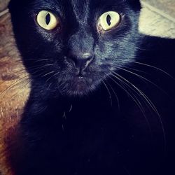 Close-up portrait of black cat