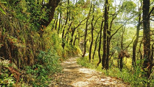 Dirt road amidst trees in forest