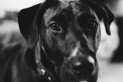 Close-up portrait of black dog