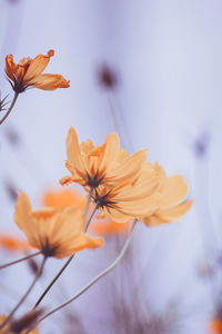 Close-up of orange cosmos flower