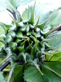 Close-up of spider web on plant