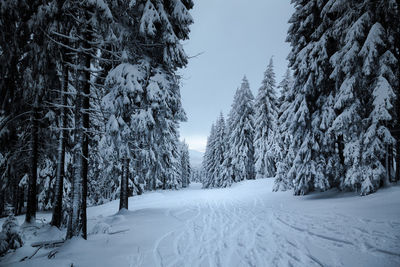 Ski tracks on snow field amidst trees