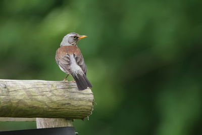 Close-up of bird perching on wooden post