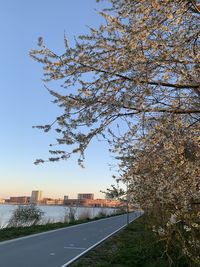 Road by tree against sky in city