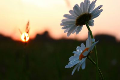 Close-up of flowers blooming at park