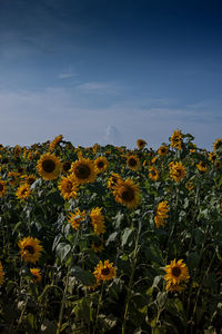 Scenic view of sunflower field against sky