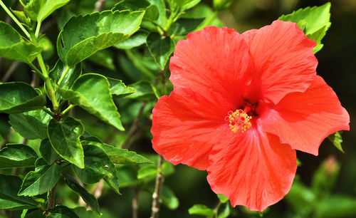 Close-up of red hibiscus blooming outdoors