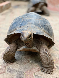 Close-up of turtle