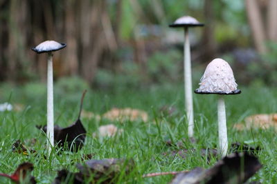 Close-up of mushroom growing on field