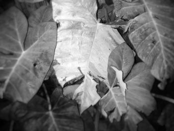 Close-up of leaves