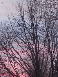 Low angle view of bare trees against sky