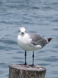 Seagull perching on railing