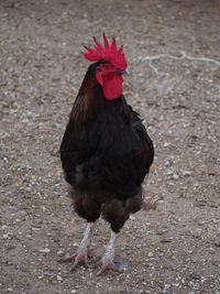 Close-up of rooster