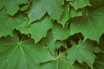 Full frame shot of green leaves