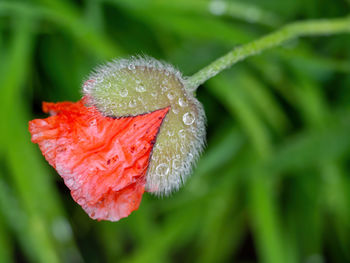 Close-up of wet flower on leaf