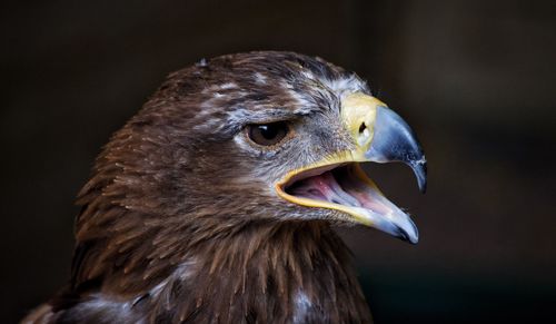 Close-up of eagle