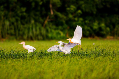 White bird flying over a field