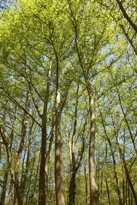 Low angle view of bamboo trees in forest