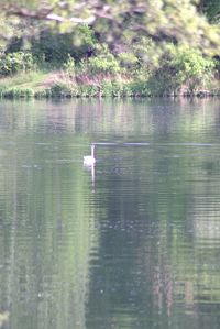 View of ducks swimming in lake