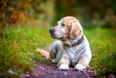 Dog looking away on field