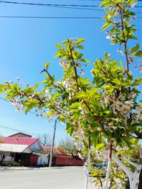 Trees against clear blue sky