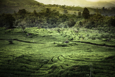 High angle view of farm