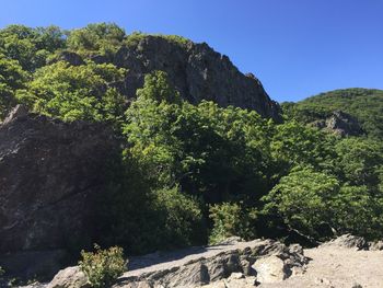 Trees and rocks against sky