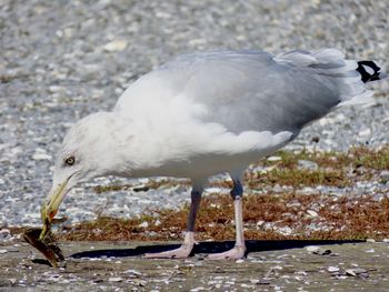 Closeup of a seagull with a snack