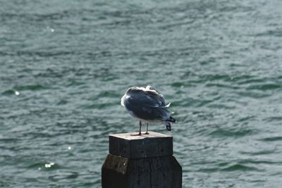 Bird perching on sea