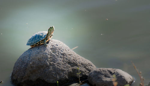 Bird on rock by lake