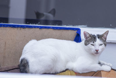 White cat resting on floor