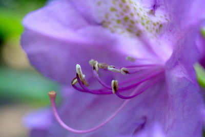 Close-up of purple flowering plant