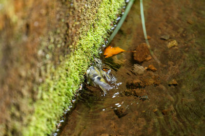 High angle view of turtle in water