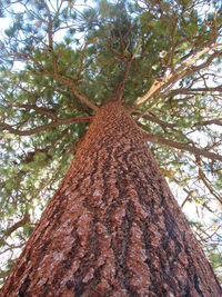 Low angle view of trees against sky