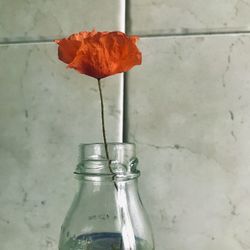 Close-up of red flower in vase against wall