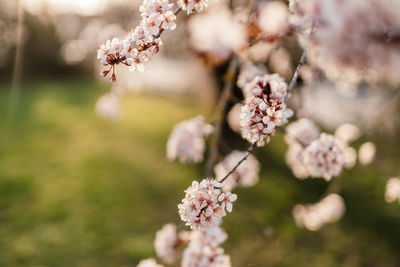 Close-up of cherry blossoms