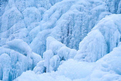 Snow covered trees