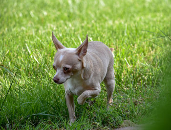 Portrait of a dog on grass