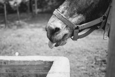 Close-up of horse