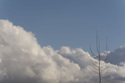 Low angle view of plant against sky