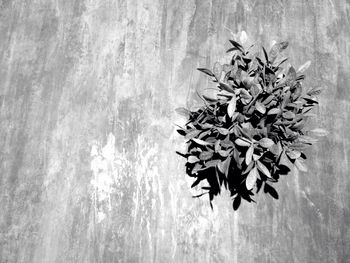 Close-up of plant