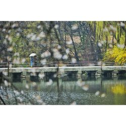 Reflection of trees in water