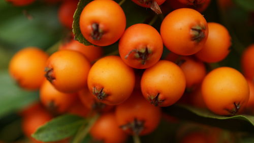 Close-up of tomatoes