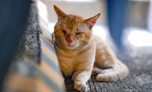 Close-up of a cat resting