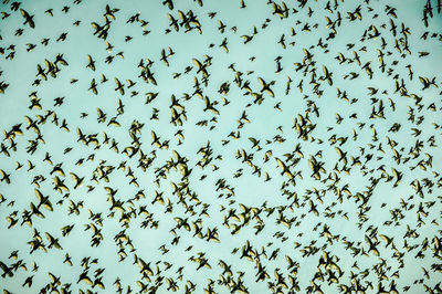 Low angle view of birds flying against sky