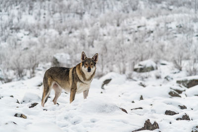 View of wolf on snow covered land