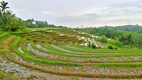 Scenic view of agricultural field against sky